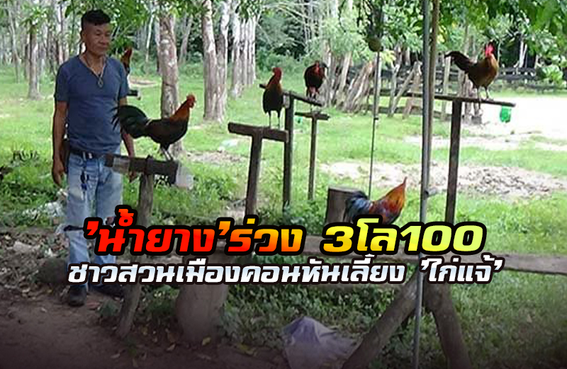 ชาวสวนเมืองคอนหันเลี้ยง 'ไก่แจ้'