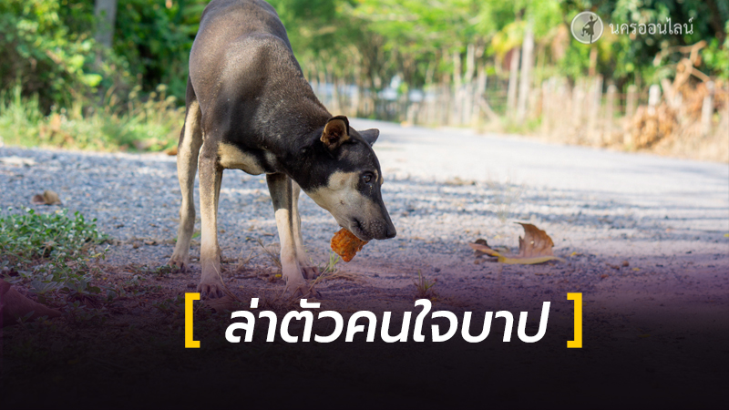 มูลนิธิเพื่อสุนัขในซอย